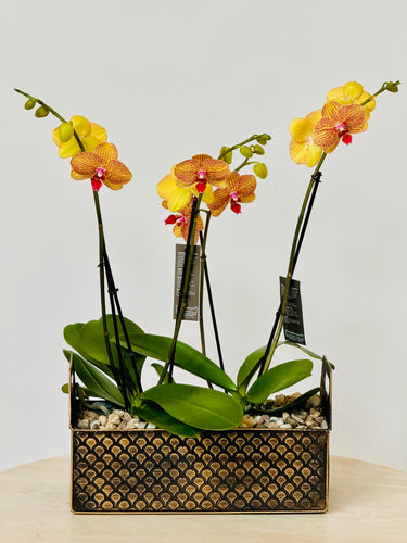 Chromatic Orchid Elegance