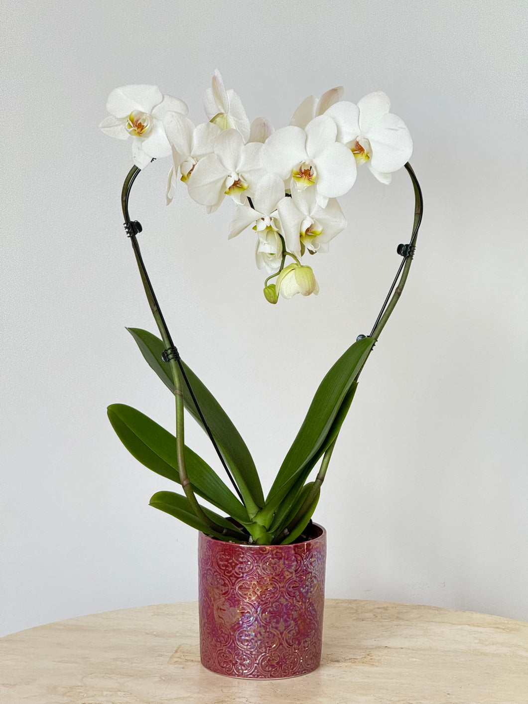 Heartfelt Elegance Orchid
