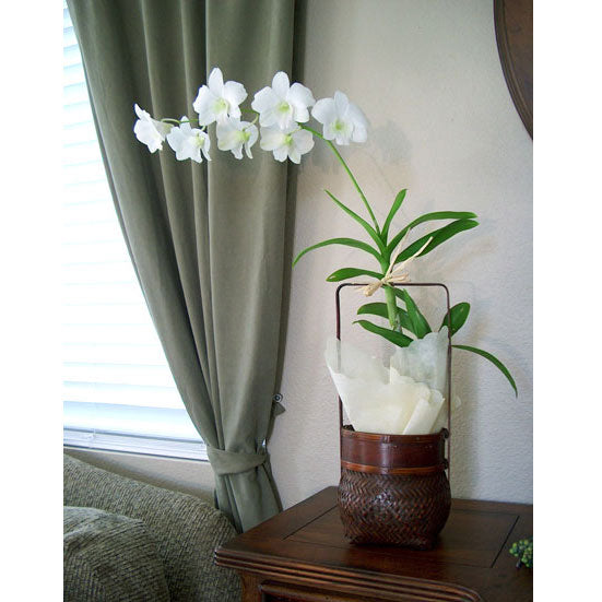 Dendrobium Orchid